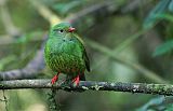 Green-and-black Fruiteater